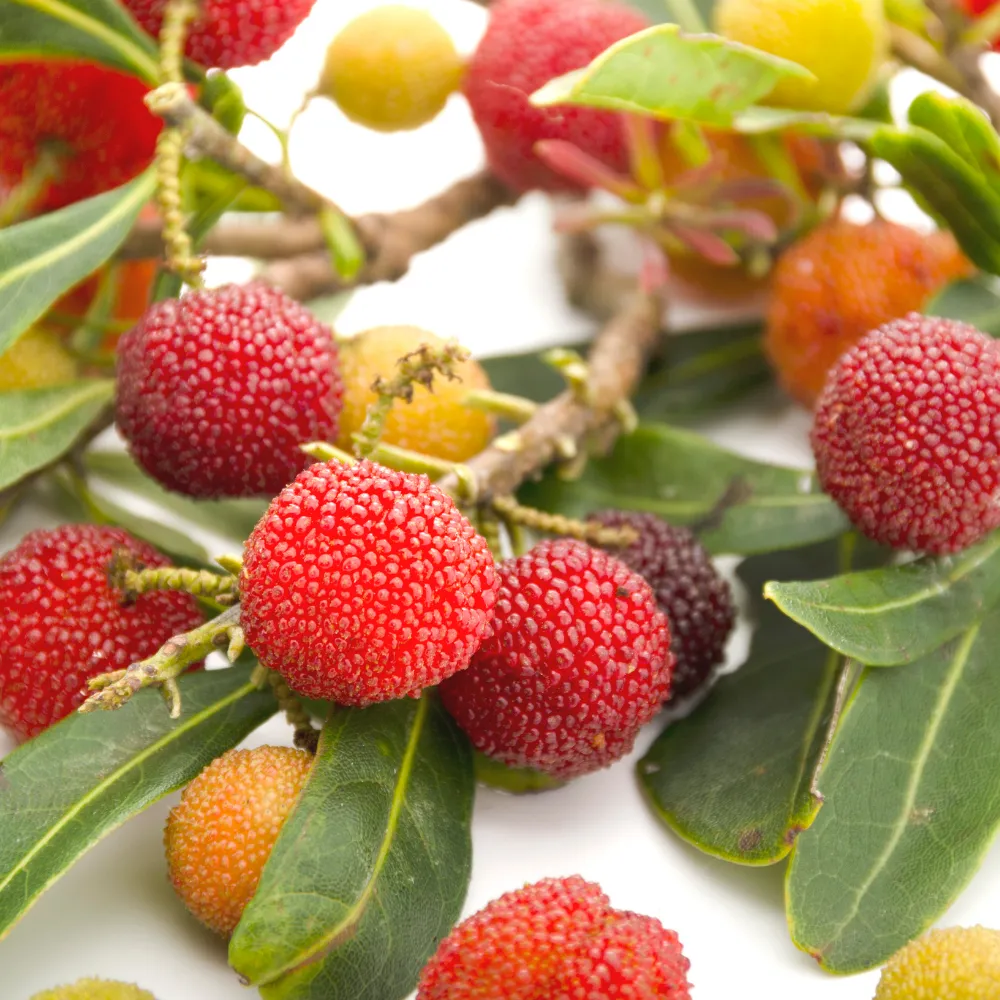 Bayberry