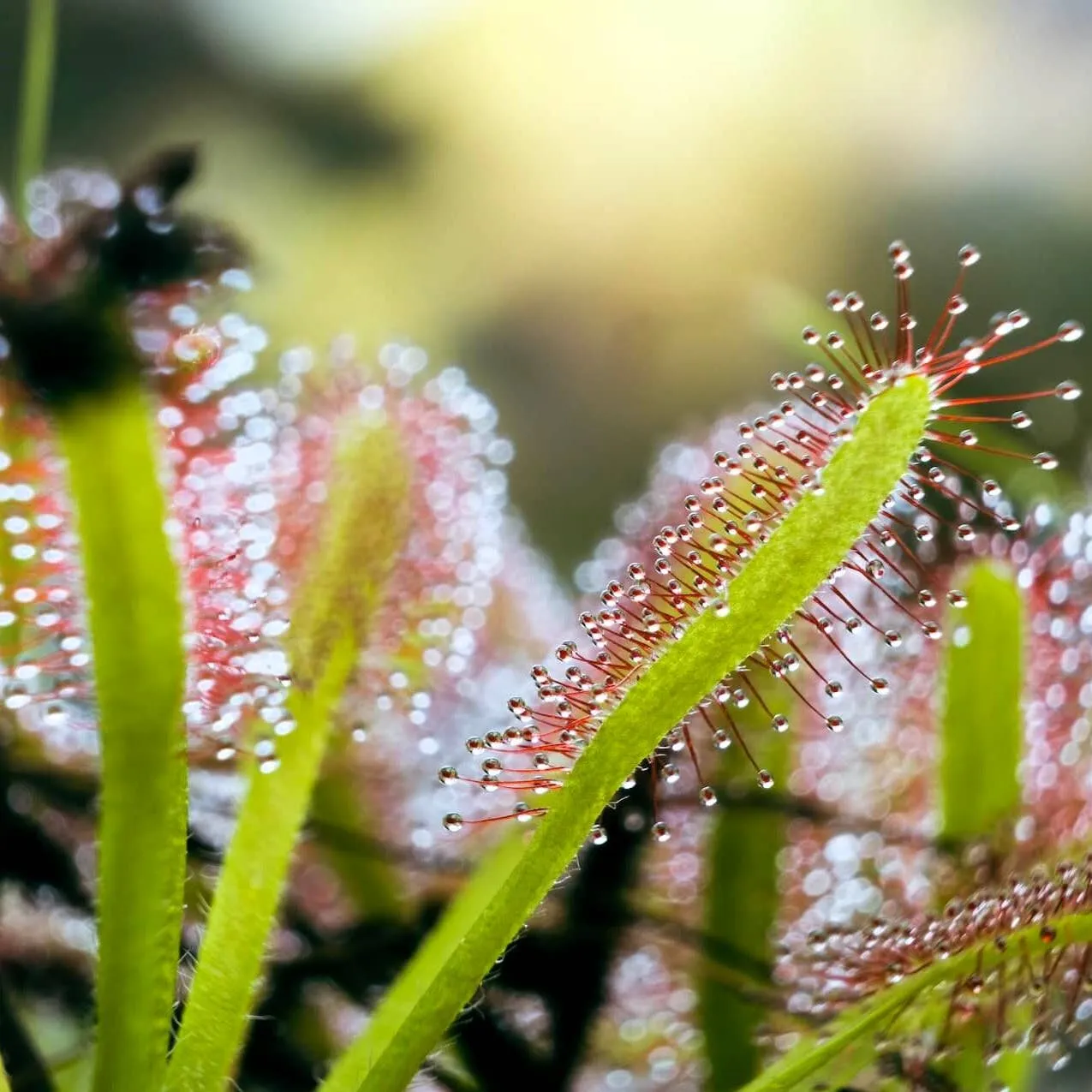 Drosera Capensis Cape Sundew Plant Carnivorous 3" Pot