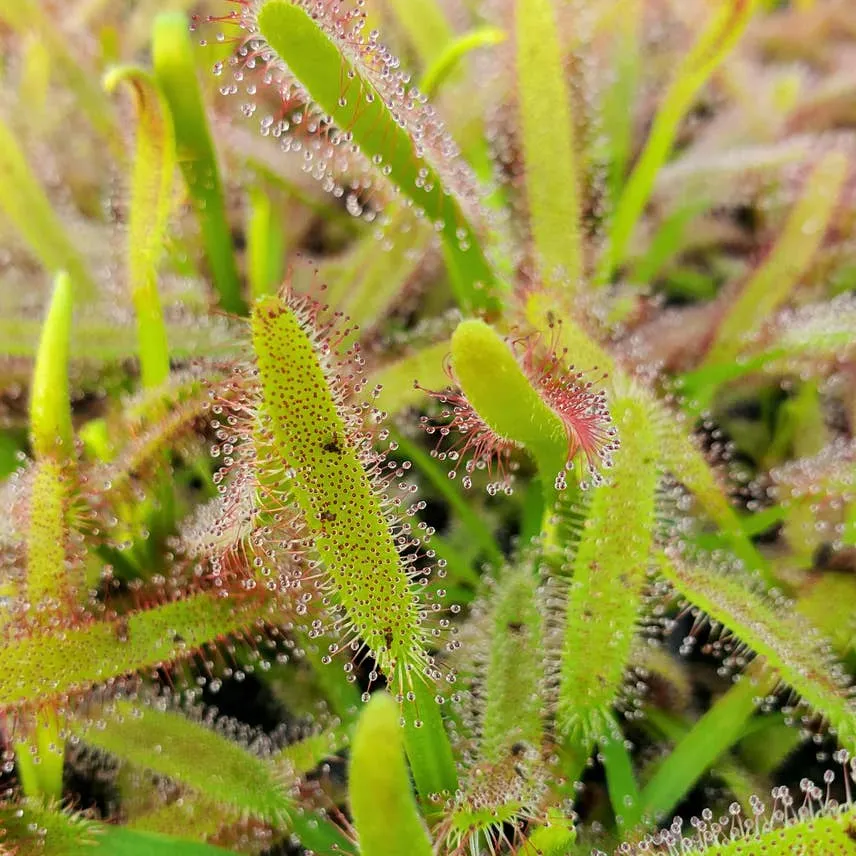 Drosera Capensis Cape Sundew Plant Carnivorous 3" Pot