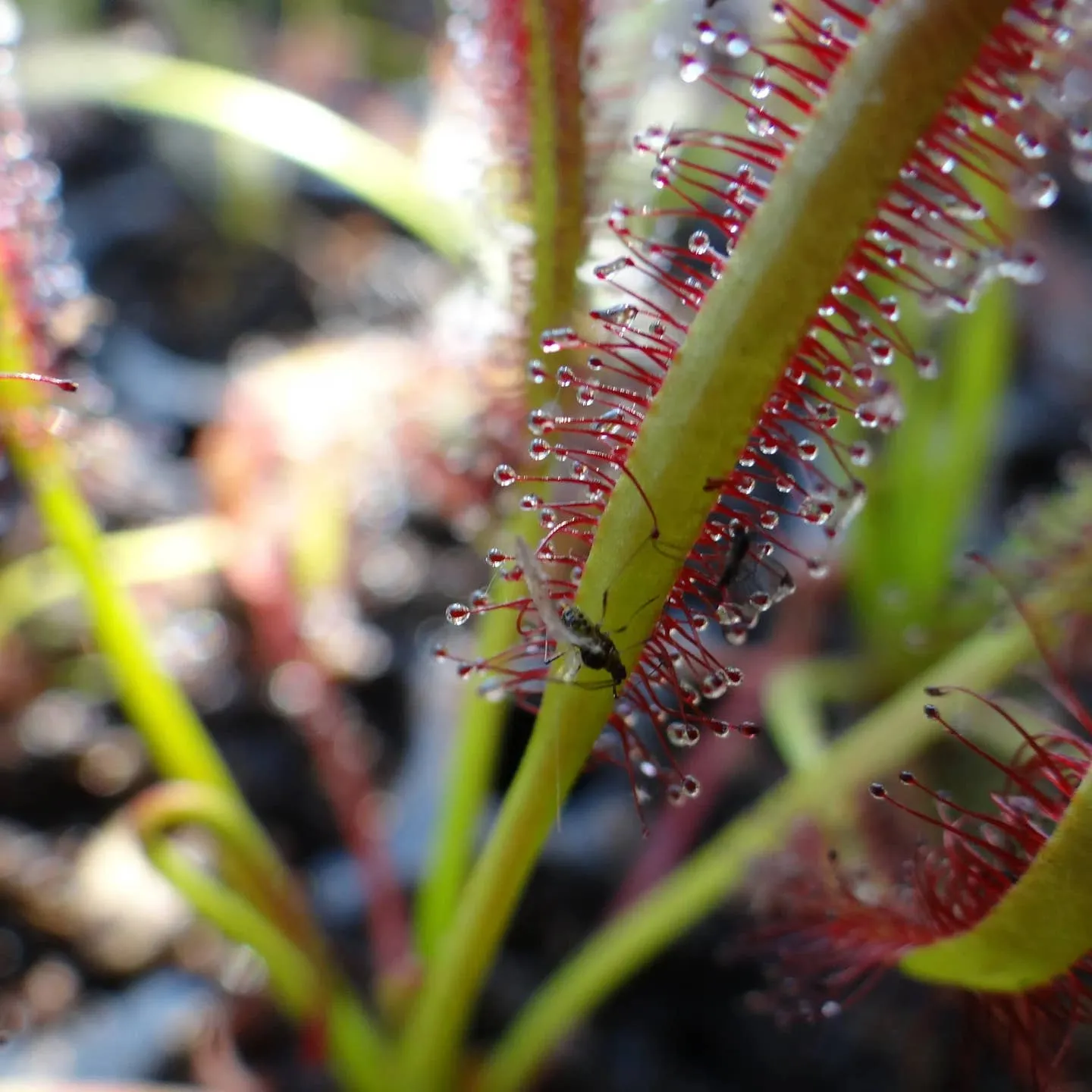 Drosera Capensis Cape Sundew Plant Carnivorous 3" Pot